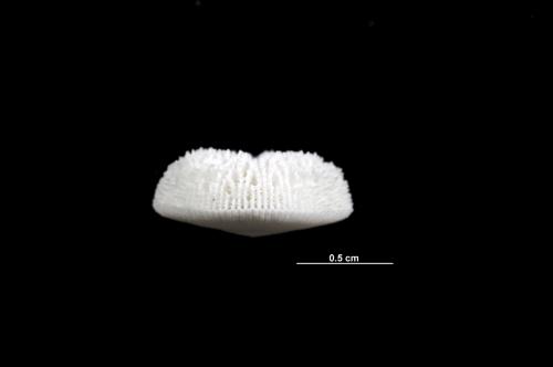 Stephanophyllia fungulus_DSC4149.jpg