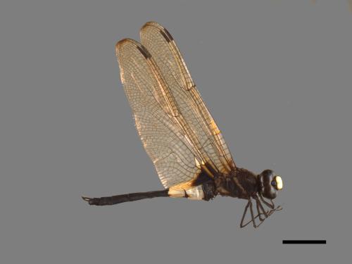 Pseudothemis zonata[黃紉蜻蜓][00103484]