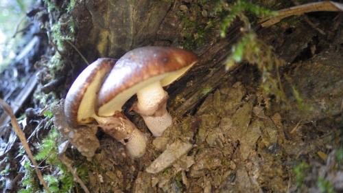 Suillus luteus(褐環乳牛肝菌)