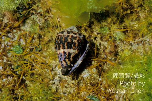 小斑芋螺 小斑芋螺