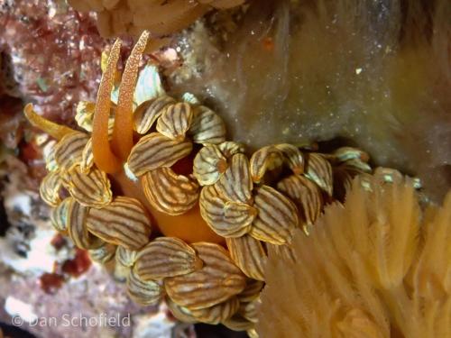 Phyllodesmium kabiranum Phyllodesmium kabiranum
