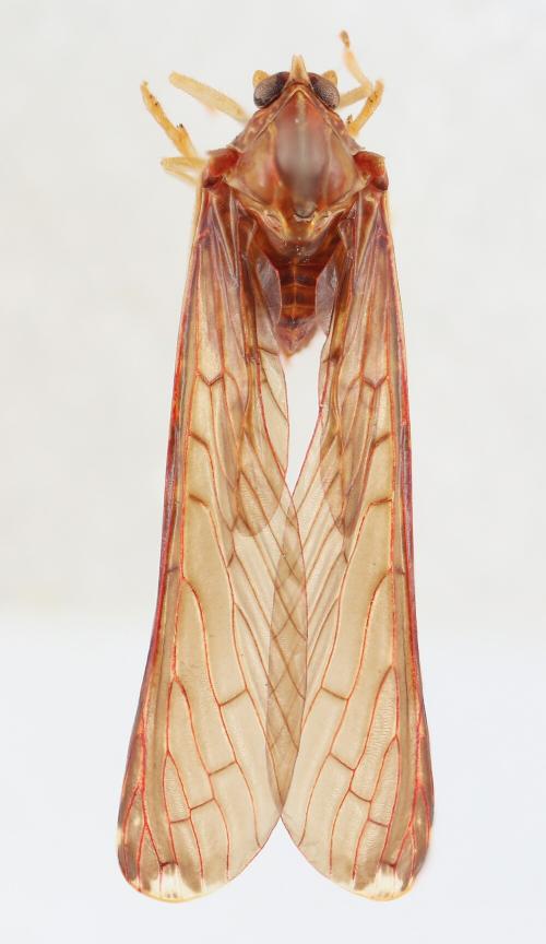 Neoproutista pseudoalbicosta Neoproutista pseudoalbicosta
