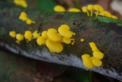 Favolaschia calocera(橘黃膠孔菌)