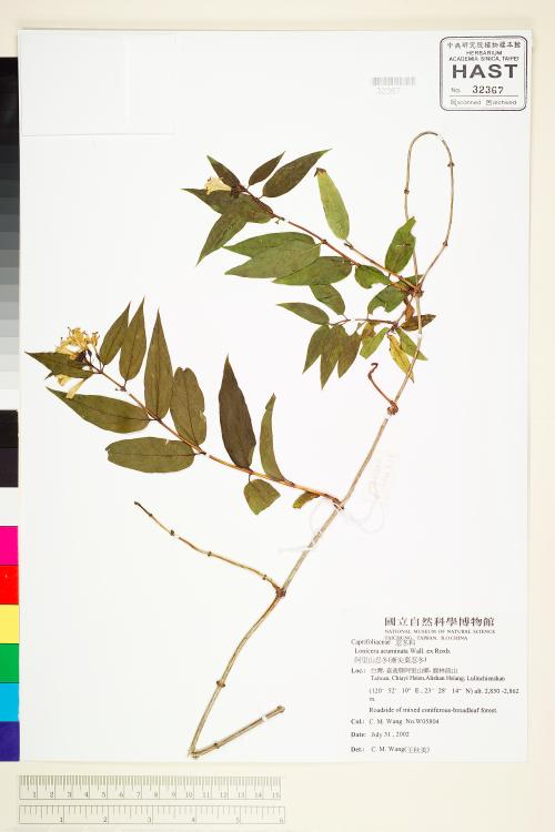 HAST 00032367