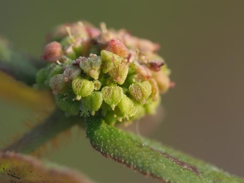 飛揚草 飛揚草