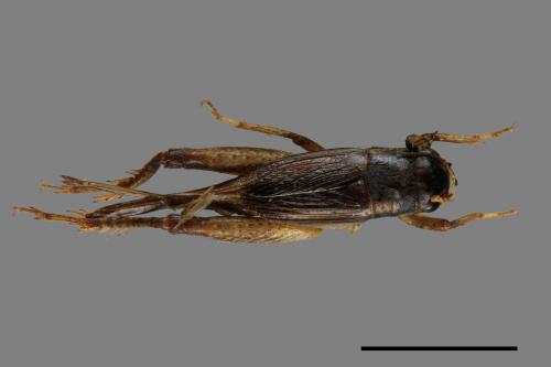 <已分類>Family：Gryllidae[蟋蟀科][00054150]