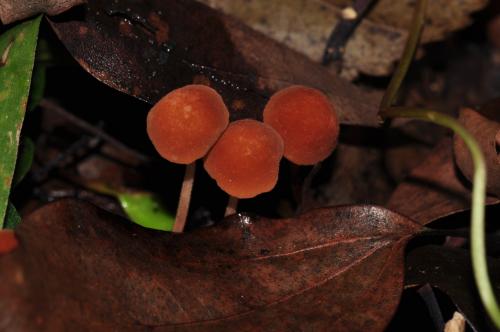 Marasmius elegans(優雅小皮傘)