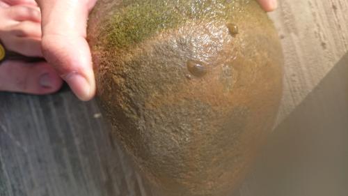 寬身白舌蛭
