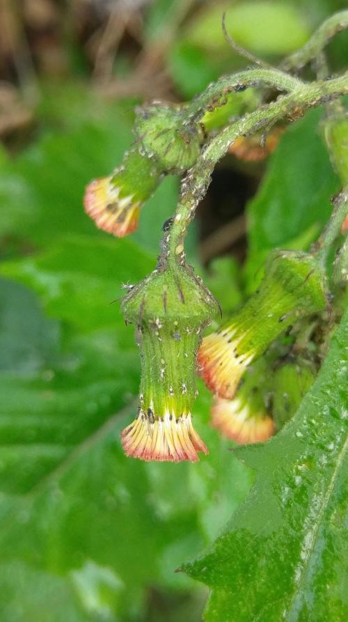野茼蒿