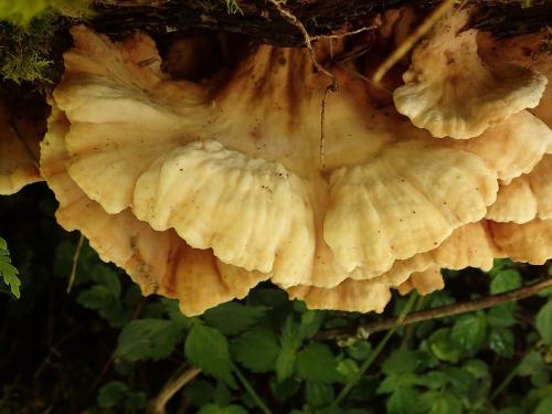 Laetiporus cincinnatus(白色絢孔菌)