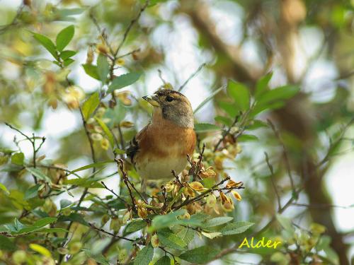 20090808_380357_Brambling_DSC_0342.jpg 20090808_380357_Brambling_DSC_0342.jpg