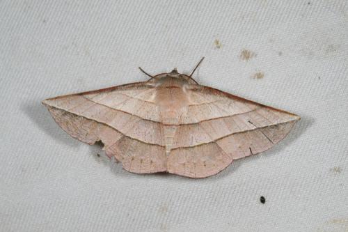 二線沙尺蛾/Sarcinodes carnearia Guenée, 1857 二線沙尺蛾/Sarcinodes carnearia Guenée, 1857