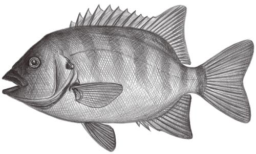Oplegnathus fasciatus@Jheng1598