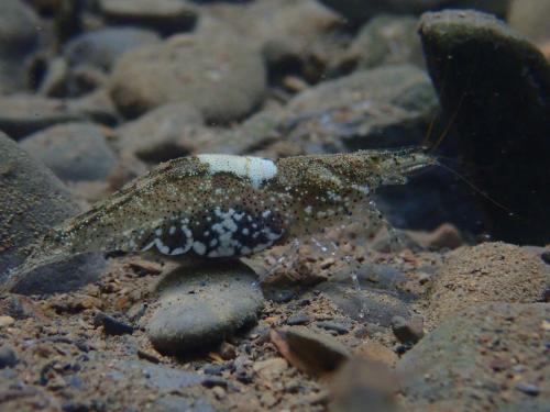 Caridina villadolidi Caridina villadolidi