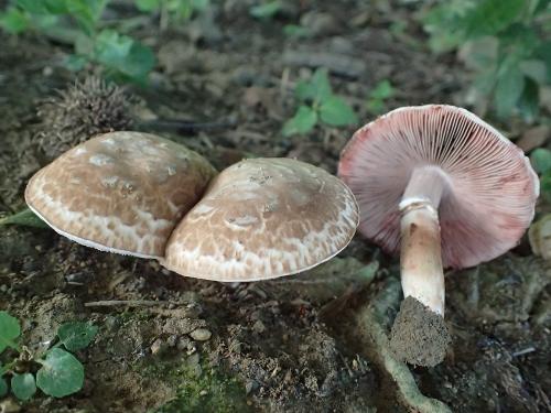 Agaricus silvaticus(林地蘑菇)