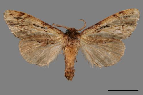 Microphalera grisea yoshimotoi[灰小掌舟蛾][00015890]