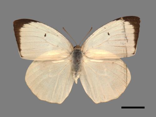 Catopsilia pyranthe[水青粉蝶][00013977]