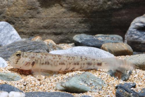 Oxyurichthys visayanus_1 Oxyurichthys visayanus_1