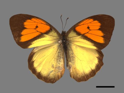 Ixias pyrene insignis[雌白黃蝶][00014308]