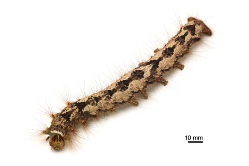 Kunugia undans metanastroides Kunugia undans metanastroides