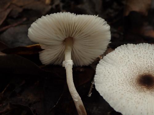 Leucocoprinus brebissonii(暗鱗白鬼傘)