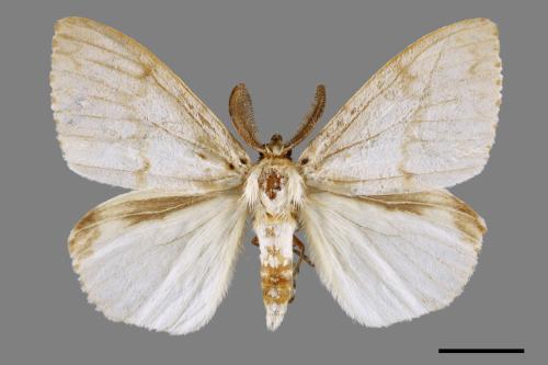 Lymantria xylina xylina[黑角舞蛾][00052558]