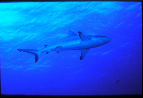 Carcharhinus limbatus@fishdb-media-1803
