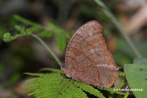 N56-2 森林暮眼蝶