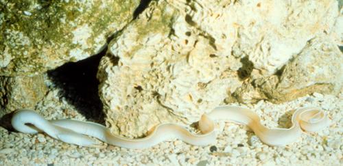 Pseudechidna brummeri@fishdb-media-6827