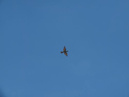 栗喉蜂虎