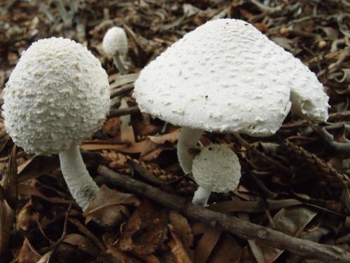 Leucocoprinus cretaceus(白堊白鬼傘)