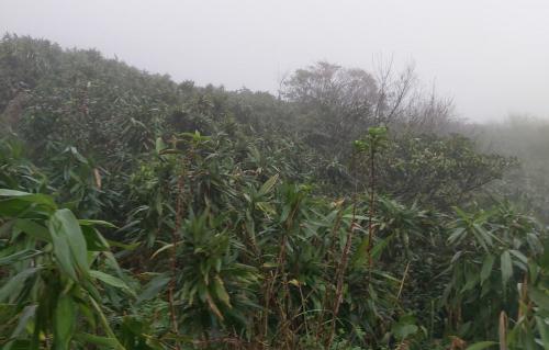 包籜箭竹