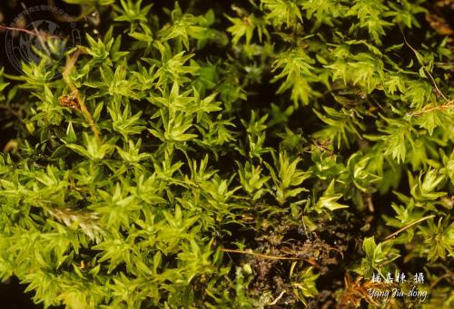 Y3015-Barbula indica.jpg