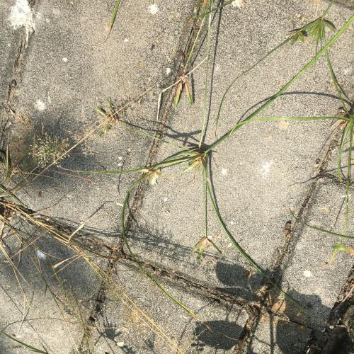 扁穗莎草 (沙田草) 扁穗莎草 (沙田草)