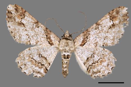 Cleora fraterna[黑腰鋸尺蛾][00038331]
