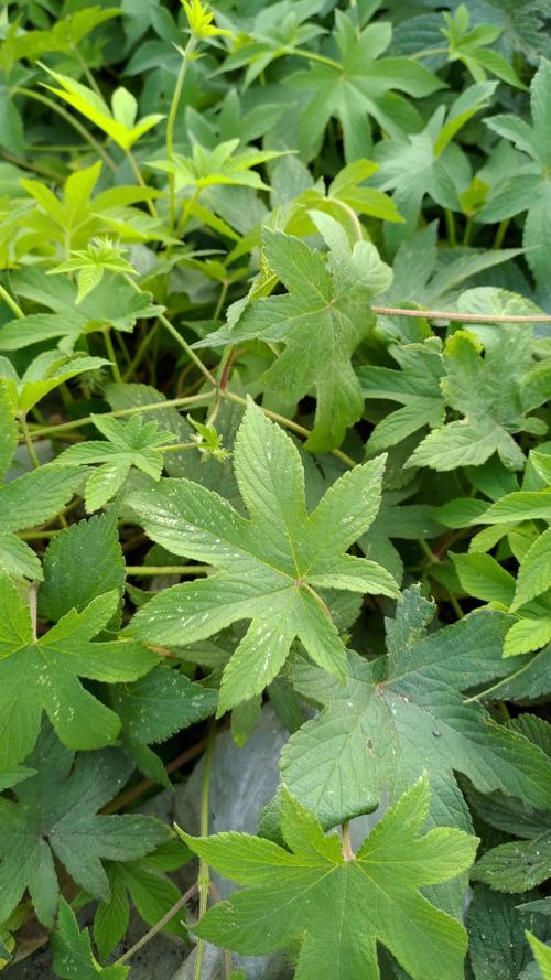 葎草