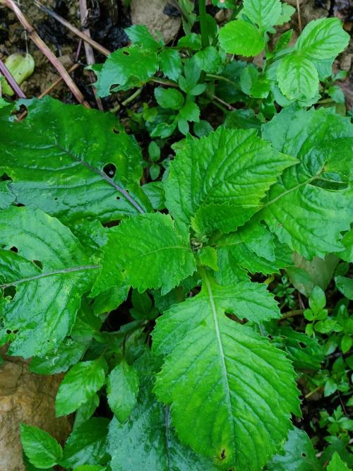 野茼蒿