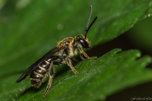 Megachilidae_001.jpg Megachilidae_001.jpg