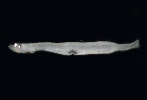 ASIZP0079381