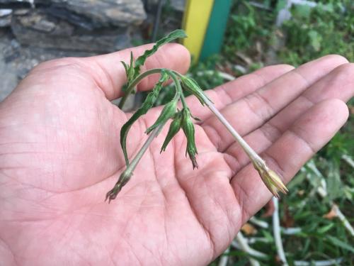 皺葉菸草