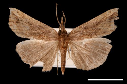 Hypena lignealis[00009755]
