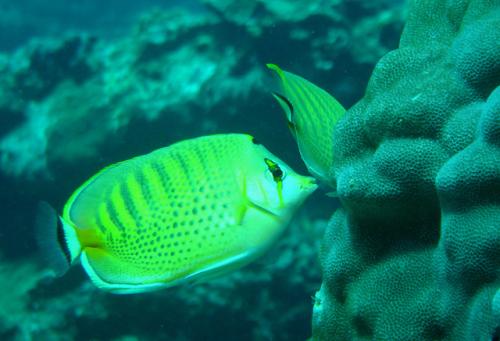 Chaetodon punctatofasciatus@fishdb-media-2488 Chaetodon punctatofasciatus@fishdb-media-2488