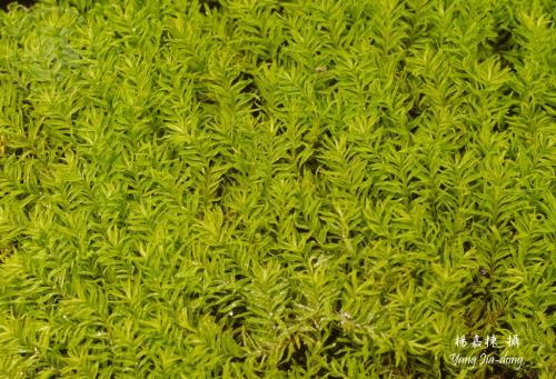 Y4890-1-Anoectangium stracheyanum.jpg Y4890-1-Anoectangium stracheyanum.jpg