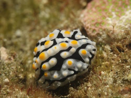 DSC08574 Phyllidia exquisita