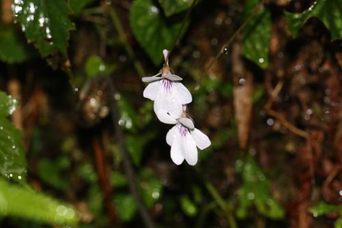 台灣菫菜