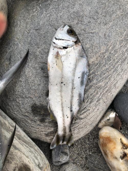 細鱗鯻 彎紋釘公 花身雞魚 細鱗鯻 彎紋釘公 花身雞魚