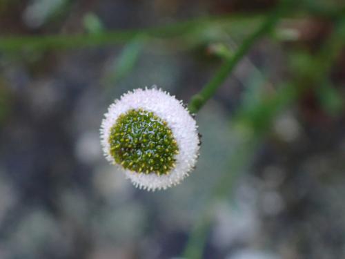 矮菊
