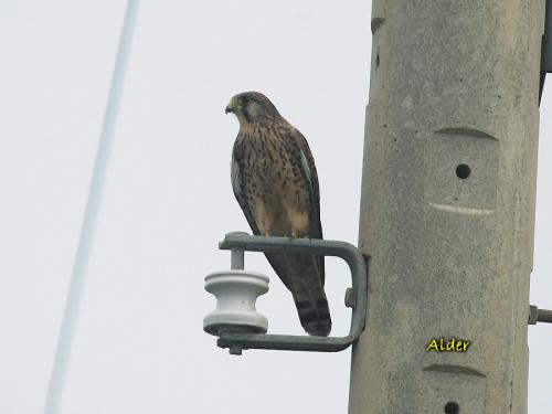 20090801_380157_Commom_Kestrel_0207.jpg