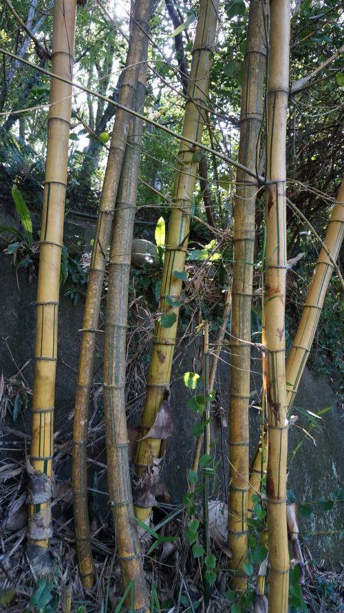 龍頭竹