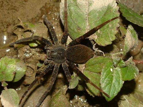 20091028_312583_Dolomedes raptor-02.jpg